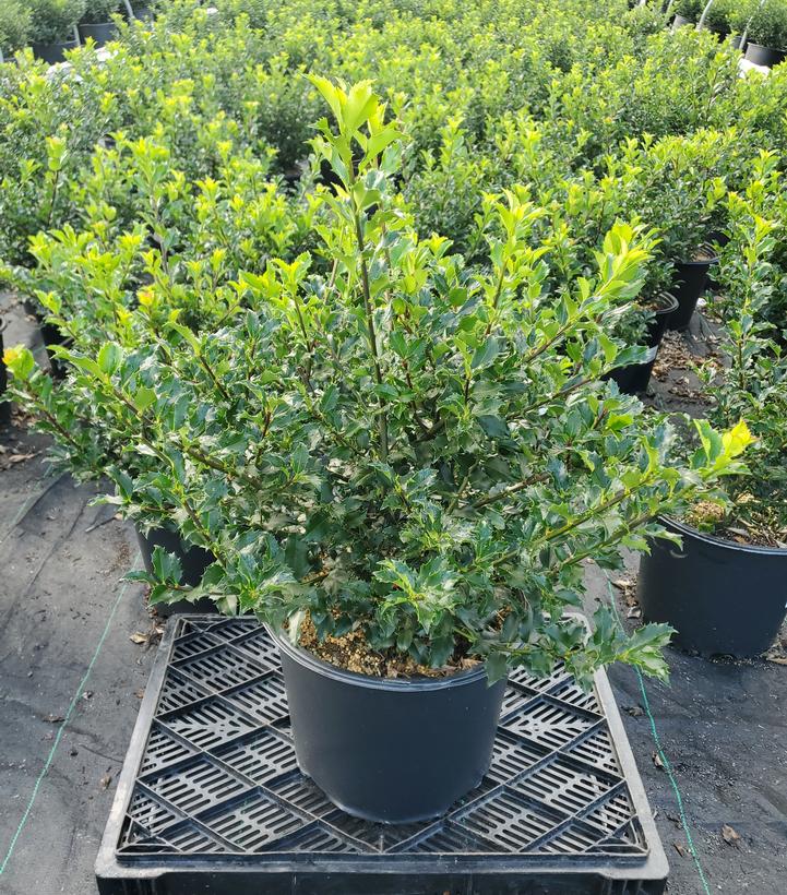 Ilex x meserveae 'Berryific'