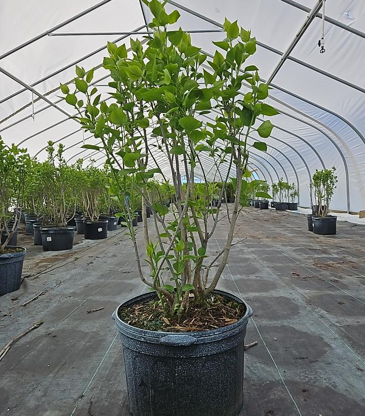 Syringa vulgaris 'Sensation'