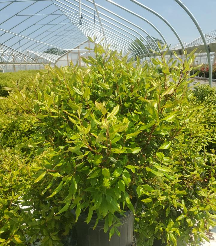 Rhododendron Landmark