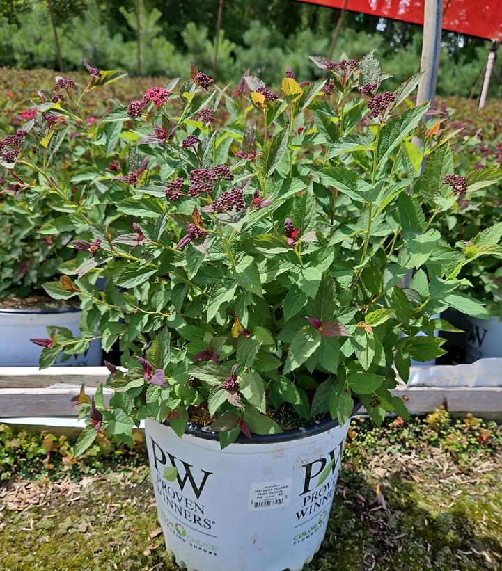 Spiraea x Double Play Double Play Doozie®