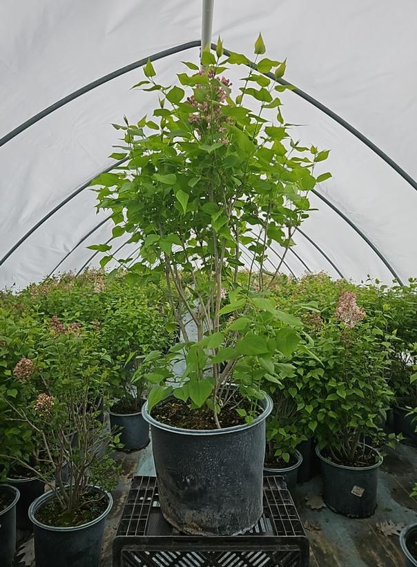 Syringa X hyacinthiflora 'Maidens Blush'