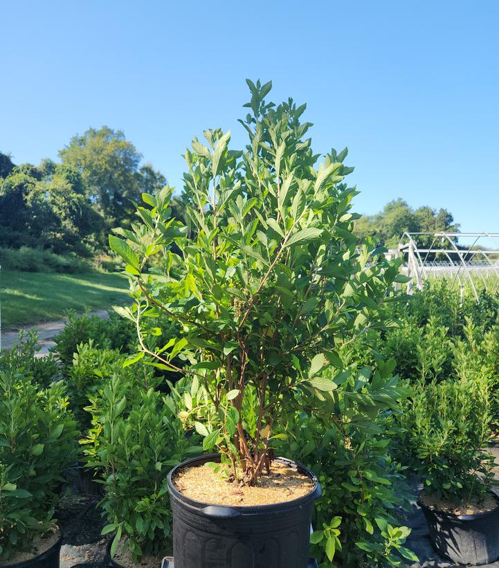 Clethra alnifolia 