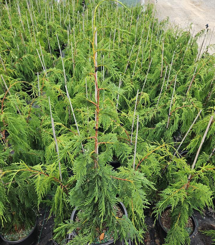Chamaecyparis nootkatensis 'Pendula'