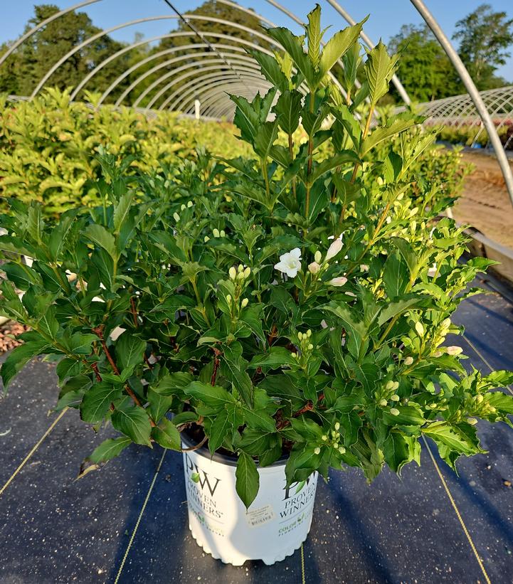 Weigela florida Czechmark Trilogy®