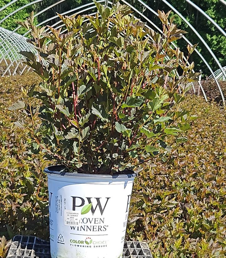 Physocarpus opulifolius Summer Wine®
