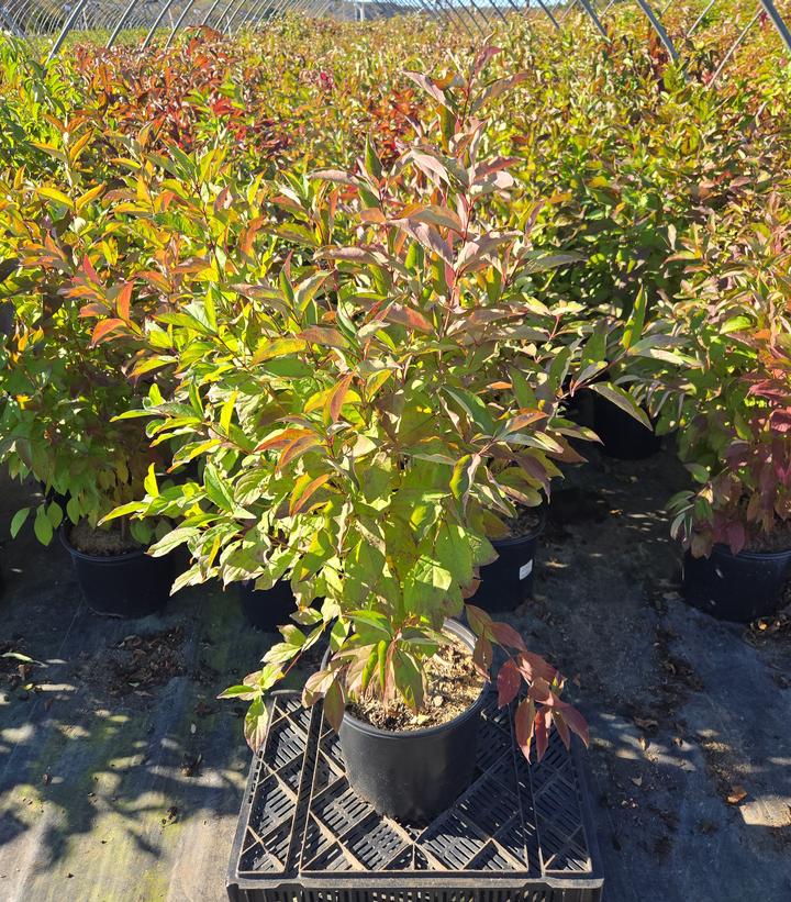 Cornus racemosa 