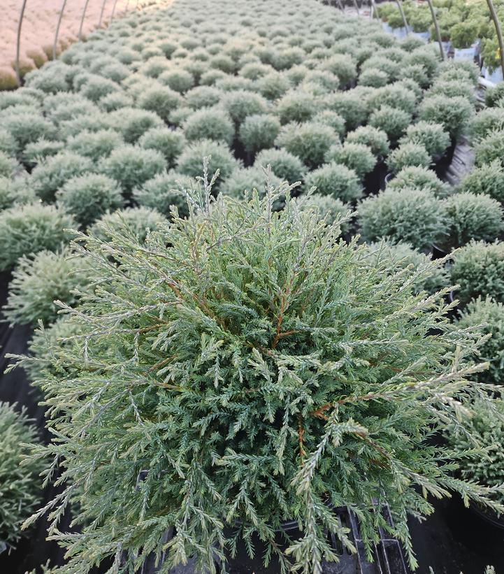 Thuja occidentalis Mr. Bowling Ball®