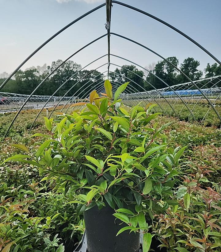 Leucothoe axillaris 