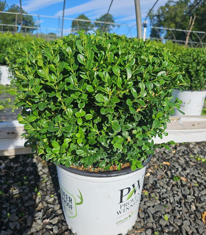 Buxus microphylla Sprinter®