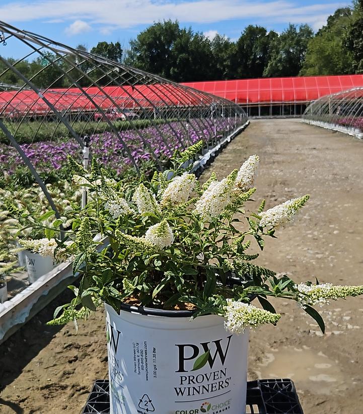 Buddleia x Pugster White®