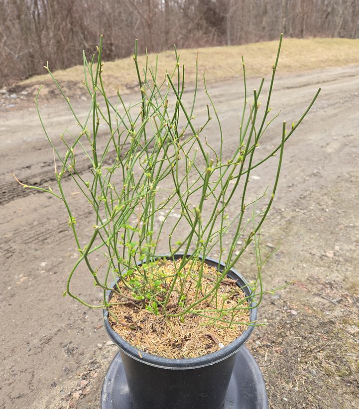 Kerria japonica 'Pleniflora'