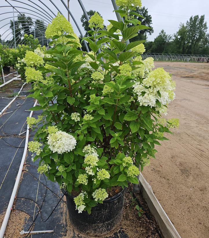 Hydrangea paniculata 'Limelight'