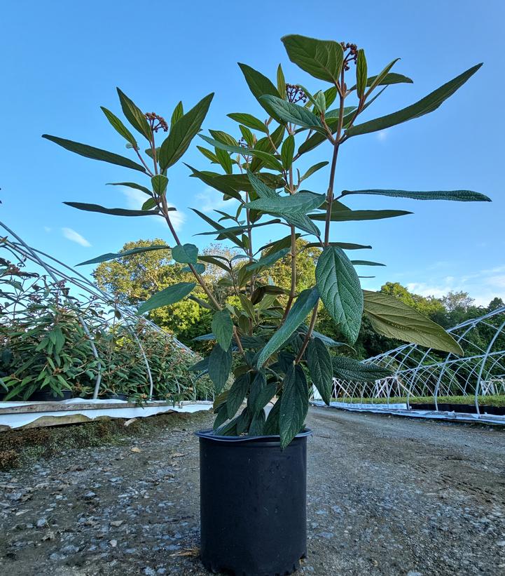 Viburnum rhytidophyllum 