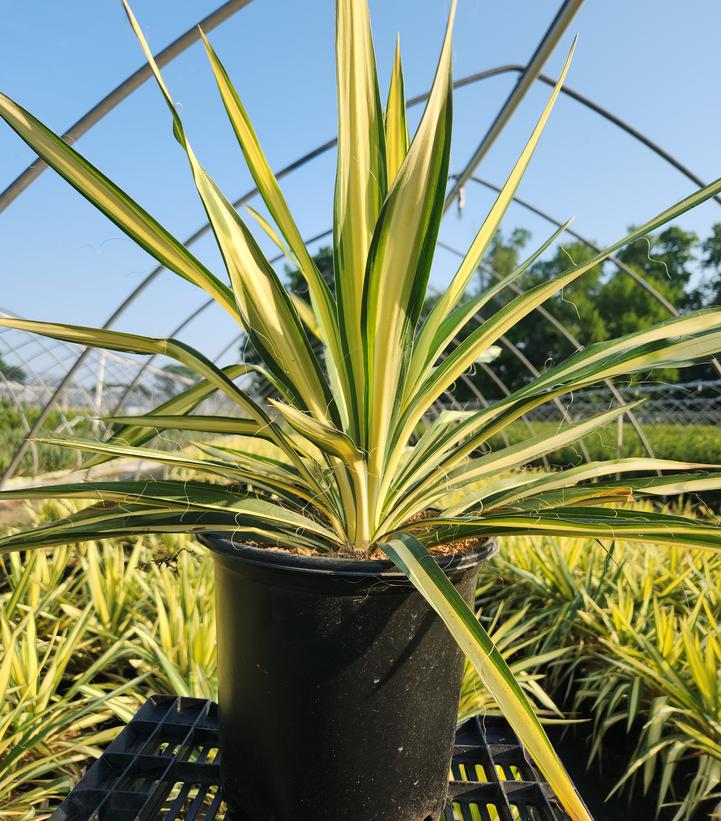 Yucca filamentosa 'Color Guard'