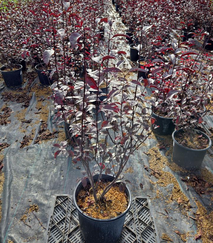 Prunus x cistena 