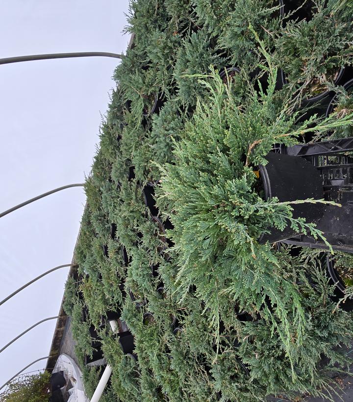 Juniperus horizontalis 'Bar Harbor'
