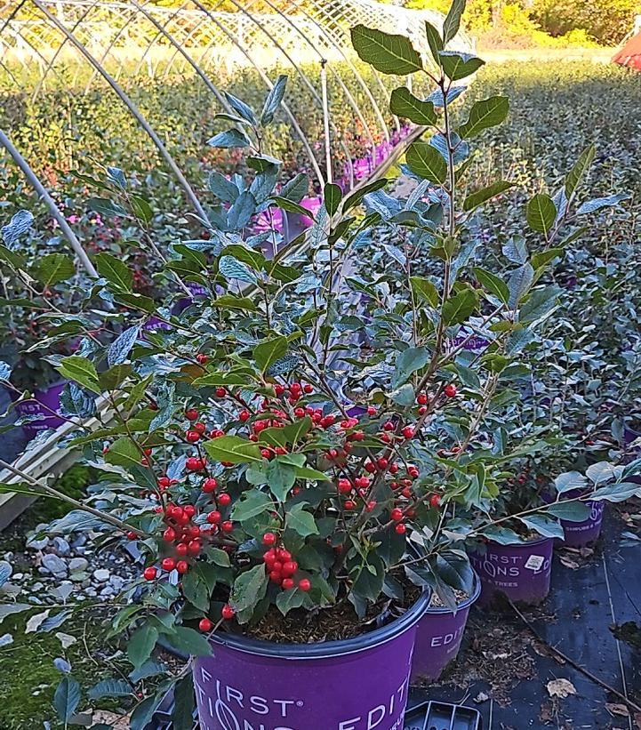 Ilex verticillata Wildfire™