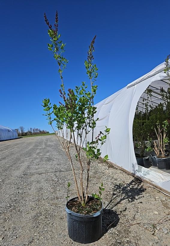 Syringa X hyacinthiflora 'Declaration'