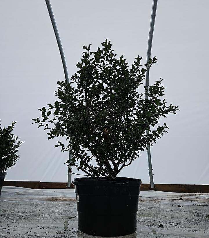 Ilex x meserveae 'Blue Princess'