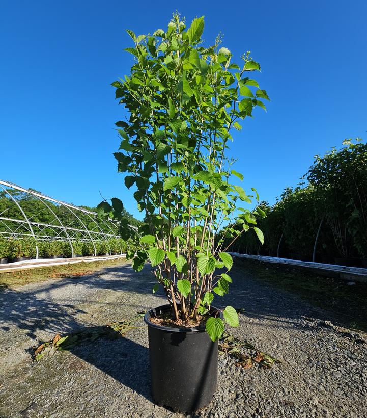 Viburnum dentatum Autumn Jazz™