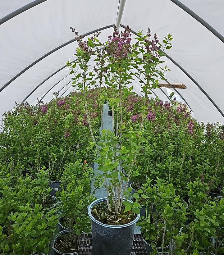 Syringa X hyacinthiflora 'Pocahontas'