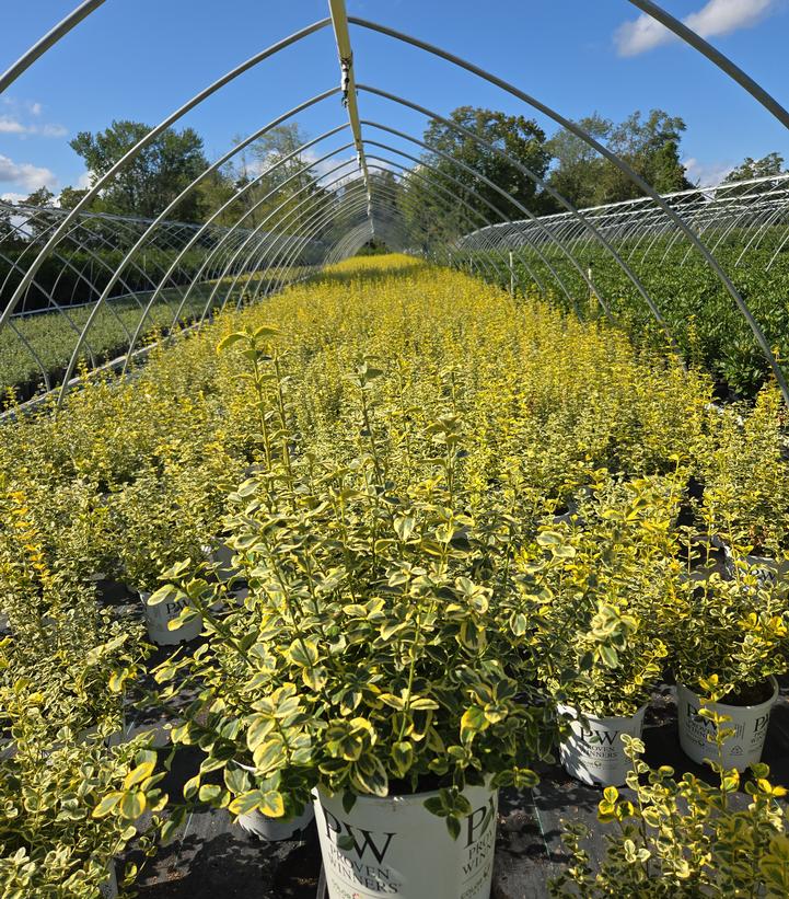 Euonymus f. Gold Splash®