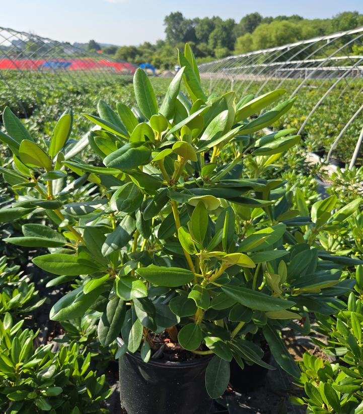 Rhododendron cat. Cunningham's White
