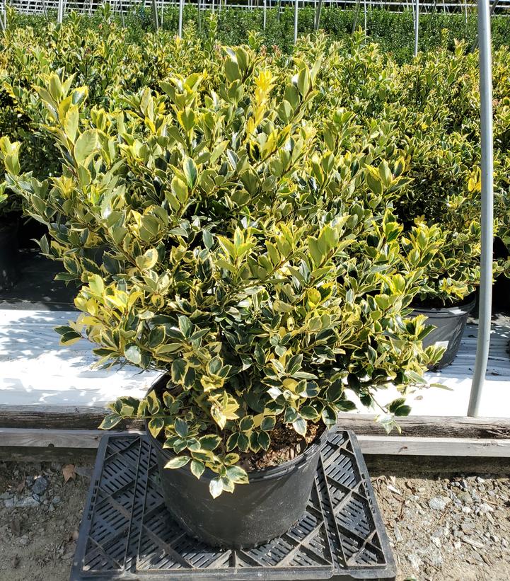 Ilex x meserveae 'Honey Maid'