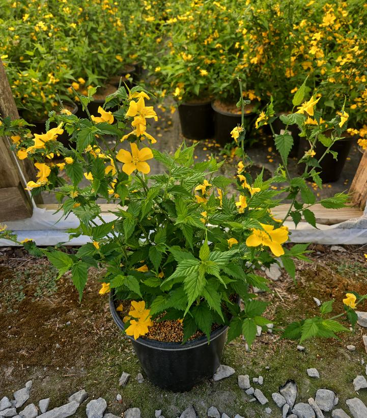 Kerria japonica Golden Guinea