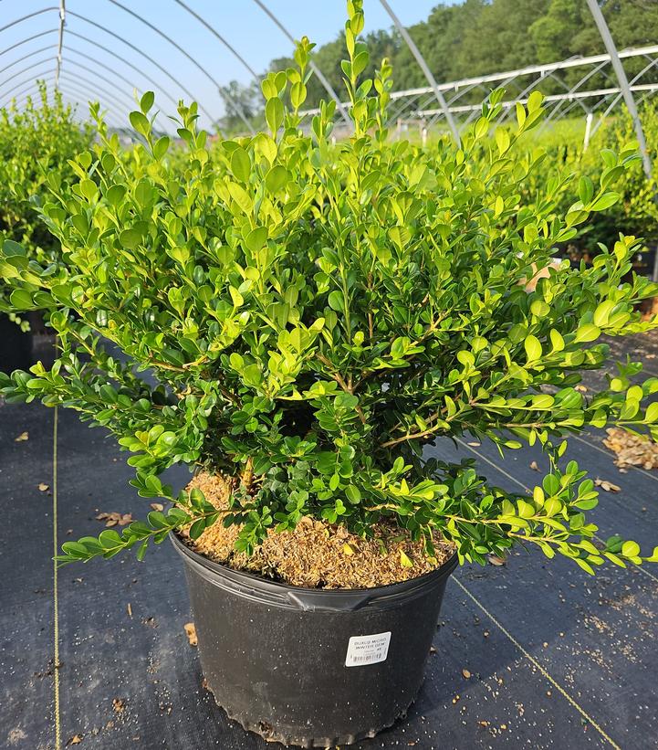 Buxus microphylla var. japonica 'Winter Gem'