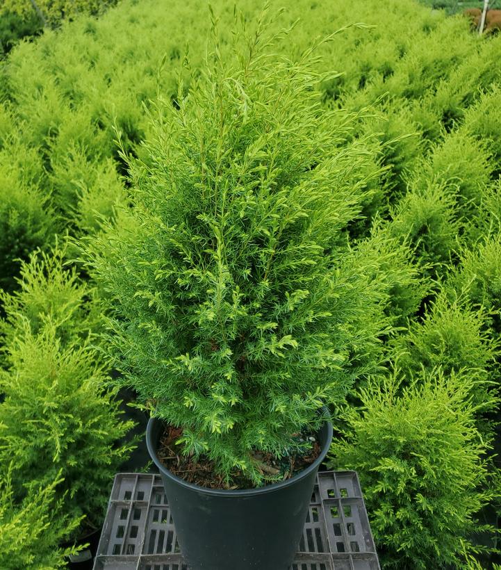Juniperus communis Gold Cone
