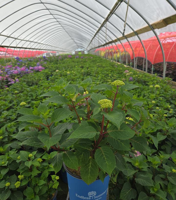 Hydrangea macrophylla Endless Summer® Collection Endless Summer® Bloomstruck®