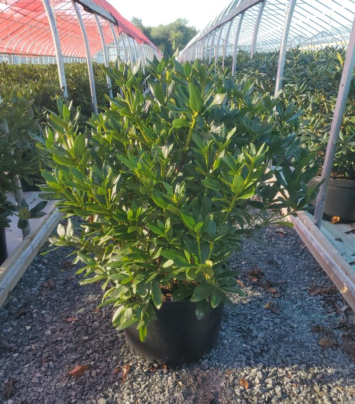 Rhododendron cat. Cunningham's White