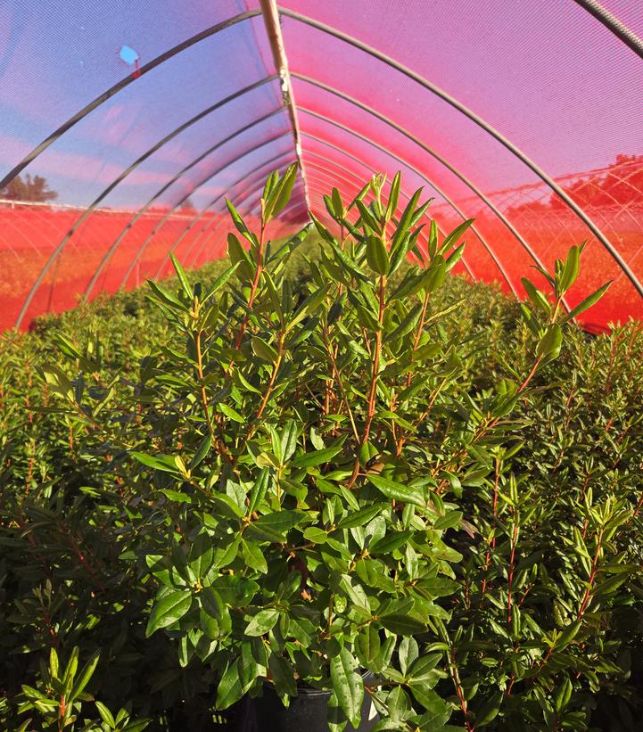 Rhododendron Landmark