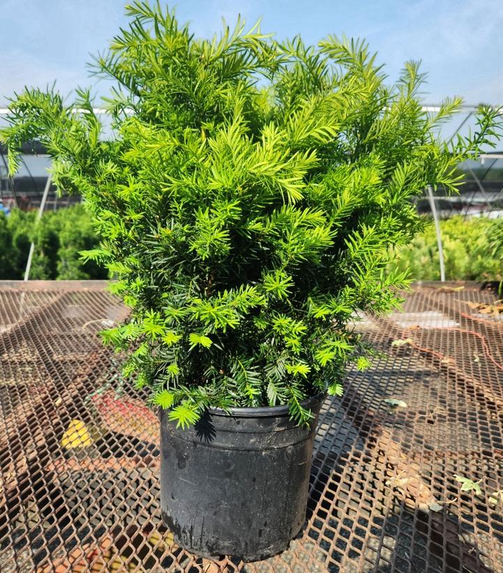 Taxus cuspidata Densiformis