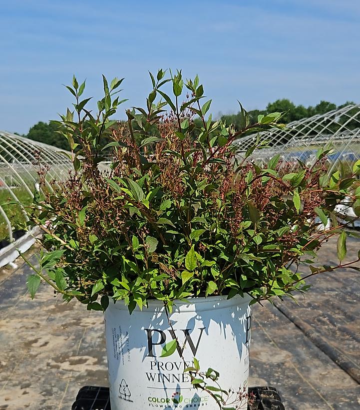 Deutzia x Yuki Cherry Blossom®
