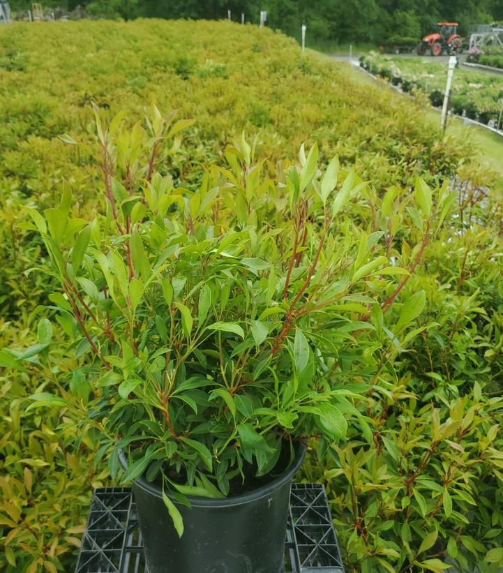 Kalmia latifolia 'Nipmuck'