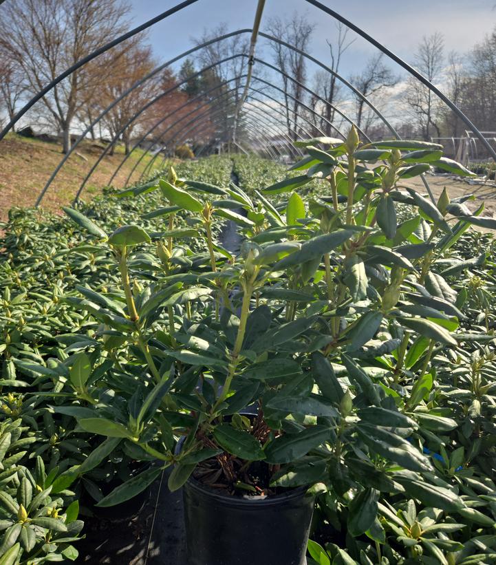 Rhododendron cat. 'Roseum Elegans'