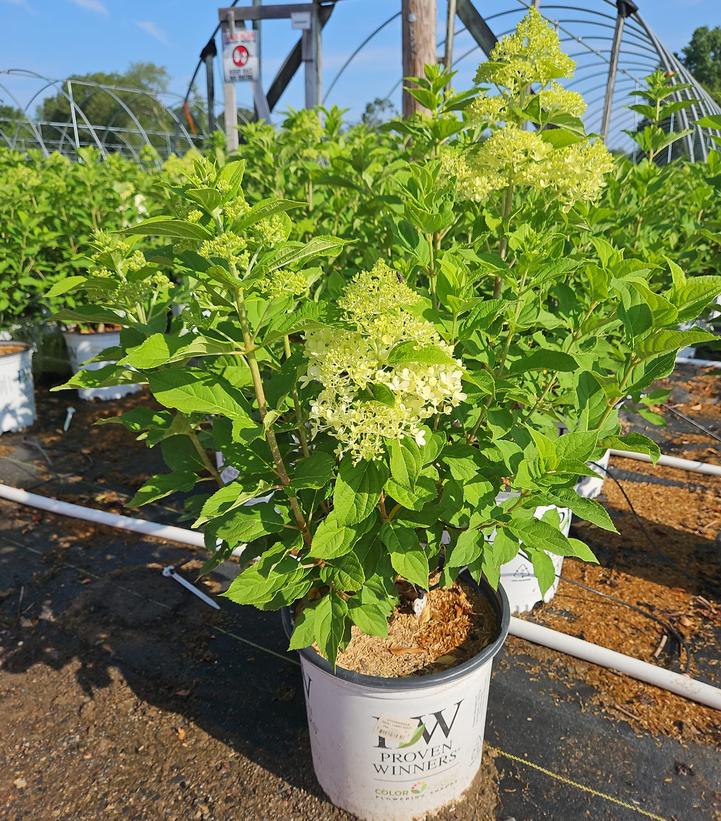 Hydrangea paniculata 'Limelight'