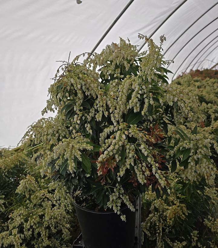 Pieris jap. Compacta