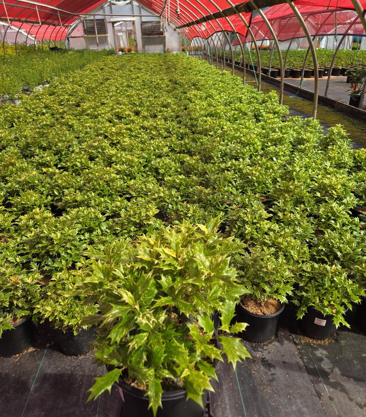 Osmanthus heterophyllus Goshiki
