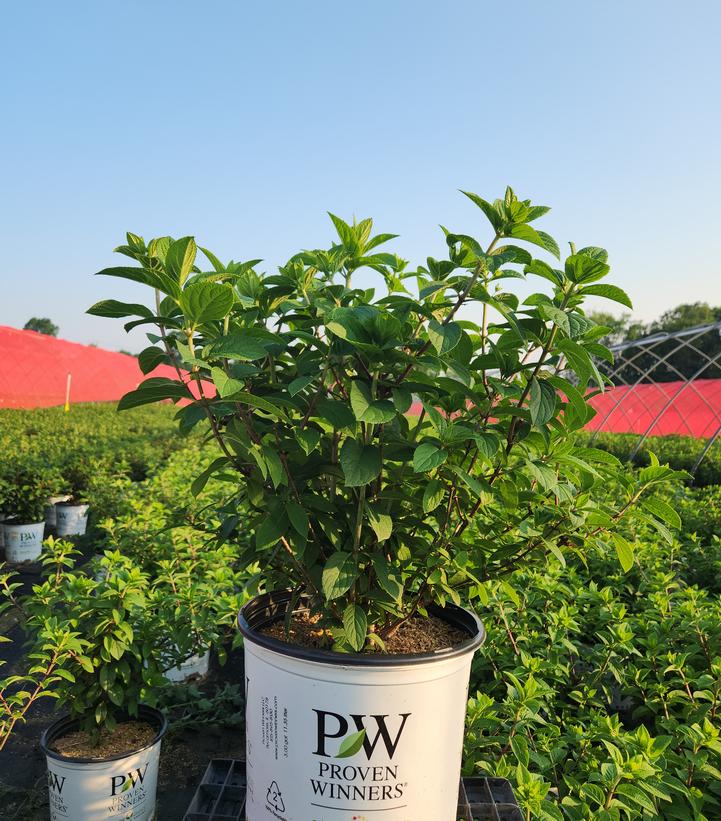 Hydrangea paniculata Bobo®