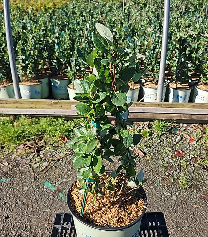 Lonicera sempervirens 'Major Wheeler'