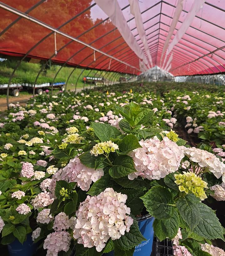 Hydrangea macrophylla Endless Summer® Collection Endless Summer® Blushing Bride®