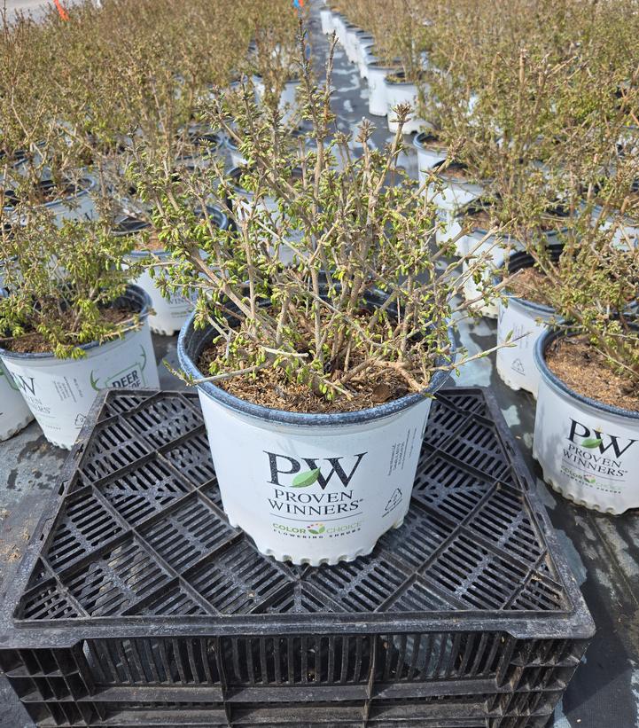 Forsythia x Show Off® Starlet