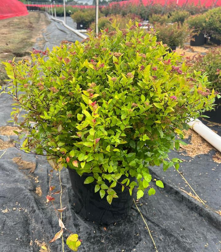 Spiraea japonica 'Magic Carpet'