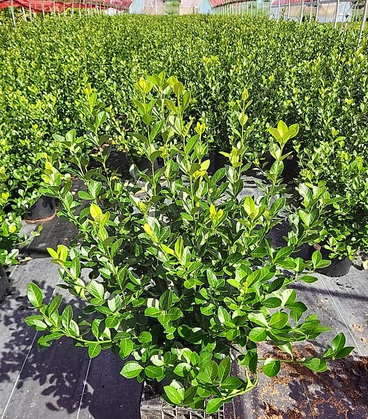 Euonymus kiautschovicus Manhattan