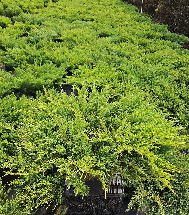 Juniperus hor. P.C. Youngstown