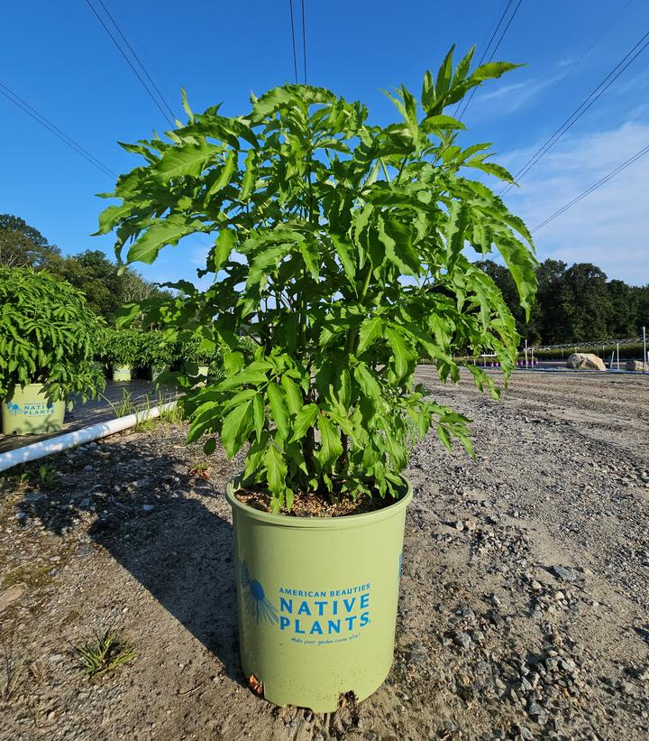 Sambucus canadensis Adams