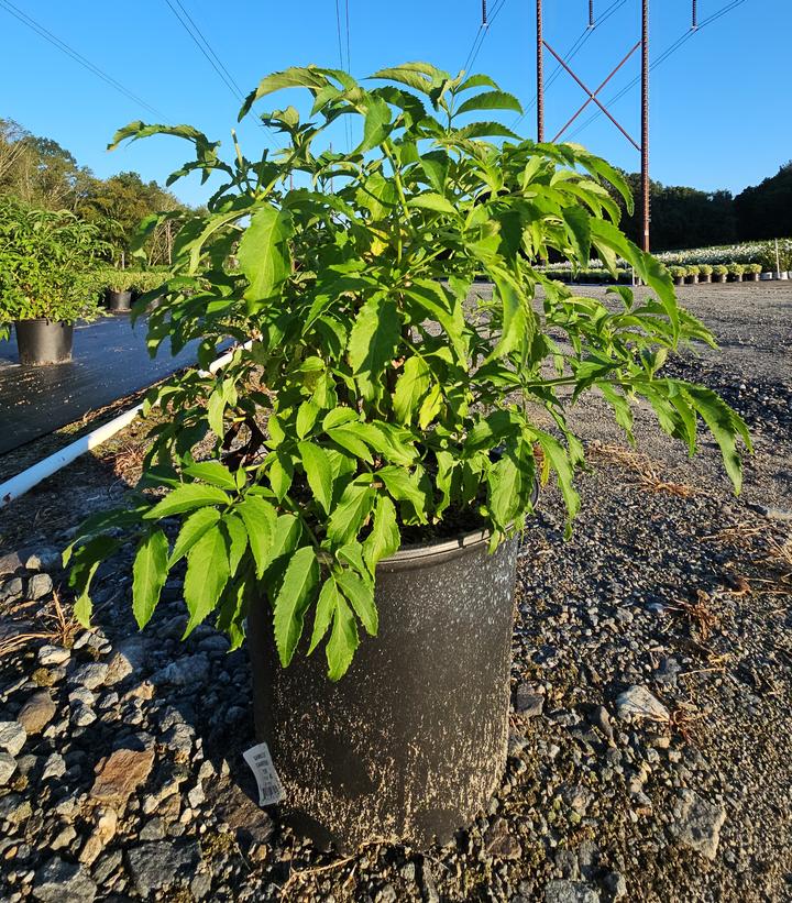Sambucus canadensis York